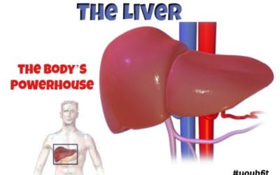 The Liver is the Body’s Powerhouse